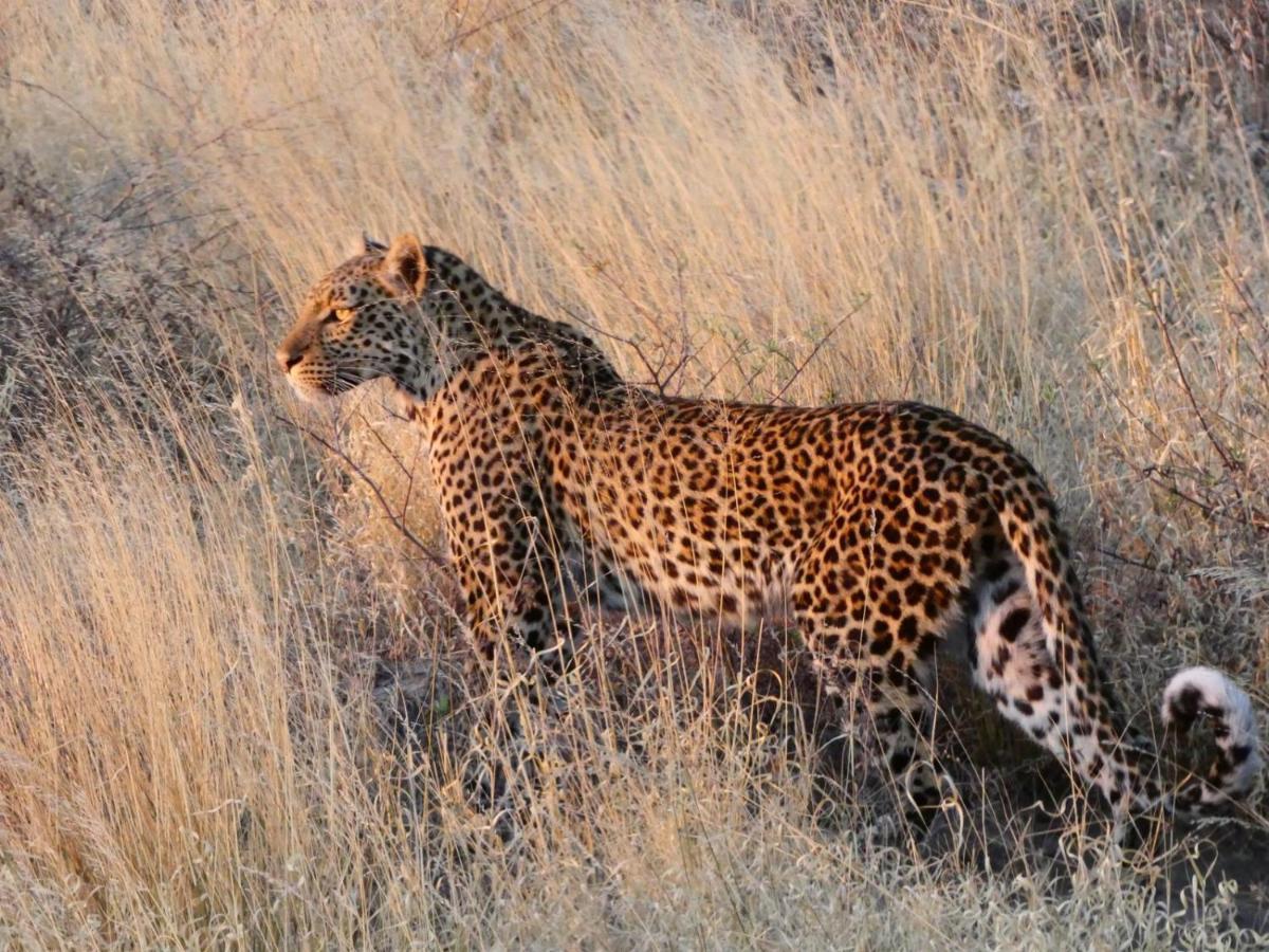 Ngangane Lodge & Reserve Francistown Extérieur photo