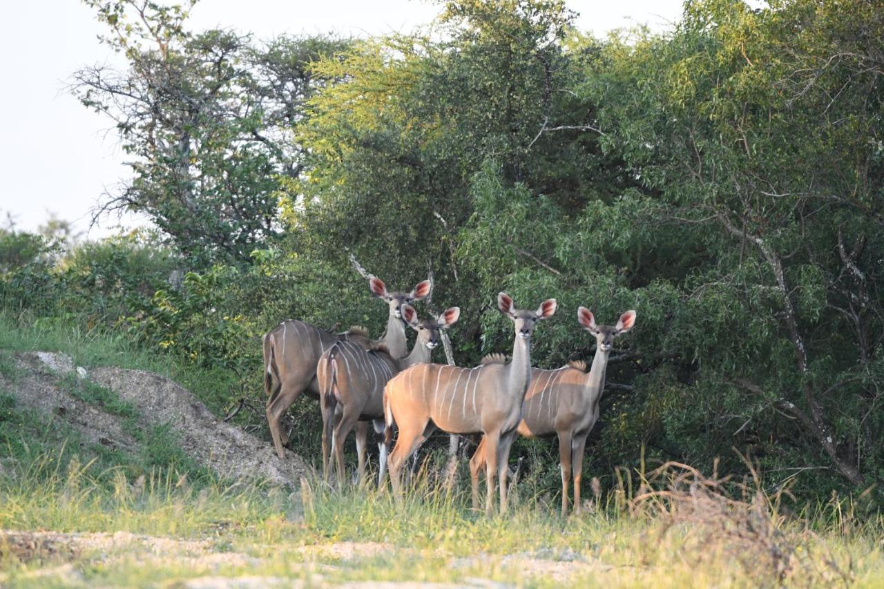 Ngangane Lodge & Reserve Francistown Extérieur photo