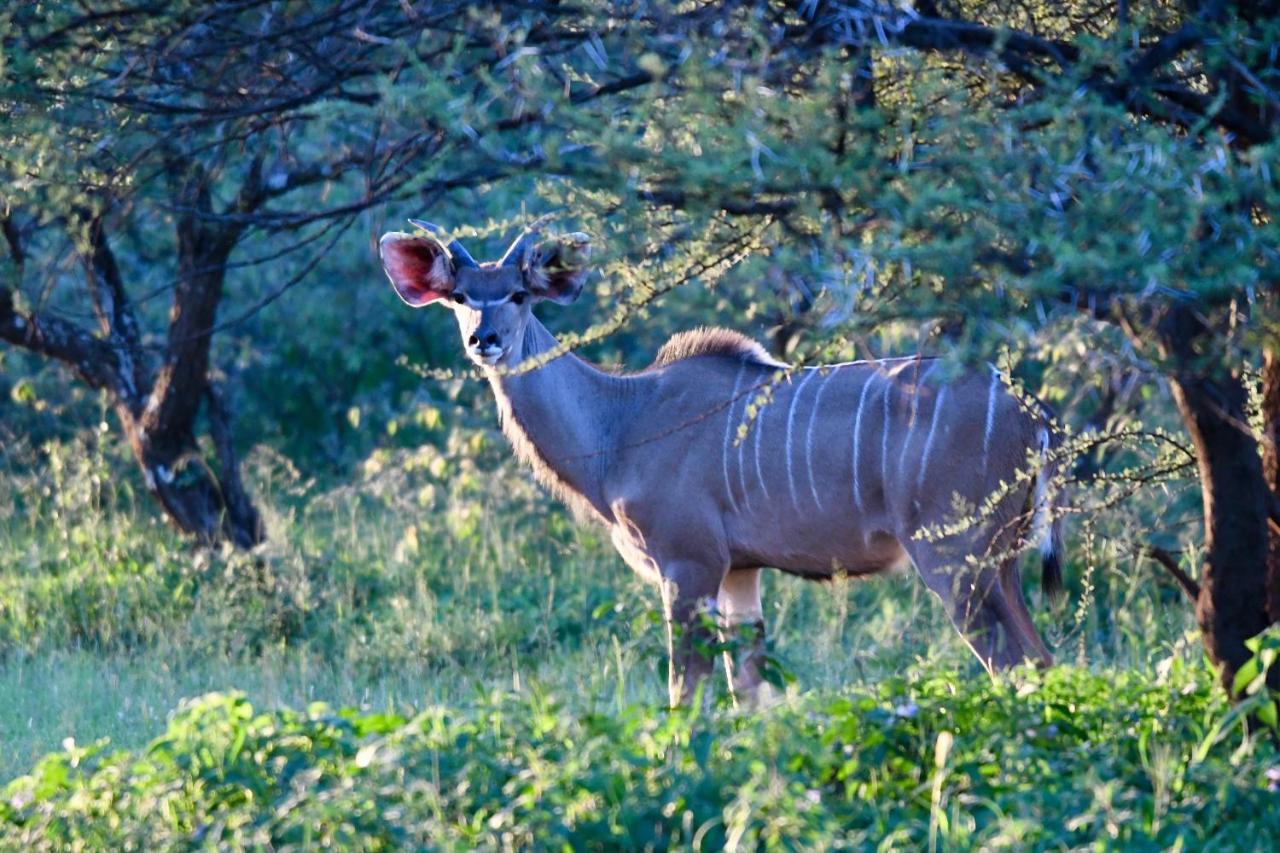 Ngangane Lodge & Reserve Francistown Extérieur photo